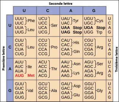 Exercice : traduire la séquence d'ARNm suivante à l'aide du code génétique ci-dessous : 
AUCAUGAUUUUCAUAUACUCAAUGACUCAUCUACUACCCUUUUAGUAC.