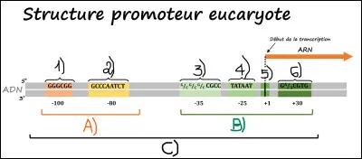 Complétez le schéma en cliquant sur la ou les bonne(s) case(s).
