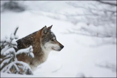 Donnez un exemple de proies du loup.