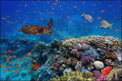 La biodiversité, c'est l'ensemble des êtres vivants.