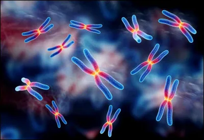 La paire de chromosomes sexuels chez une femme est "XX".