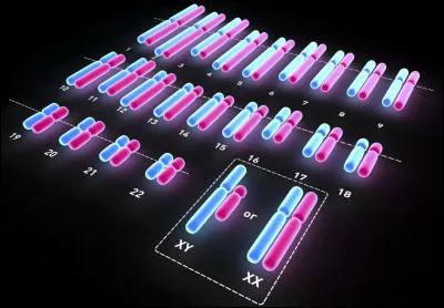 Chaque caryotype d'un être humain sain se compose de 46 chromosomes, qui sont regroupés en 23 paires.