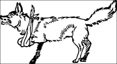 Tu vois un animal blessé, que fais-tu ?