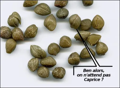 ...bovidé qui, de son petit nom latin, s'intitule... [Complétez !]