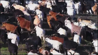 Dans ce pays 3 fois plus vaste que la France métropolitaine, les steppes herbeuses particulièrement propices au pâturage y occupent plus de [... ?...] km2