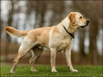Quelle est en moyenne la taille du Labrador ?