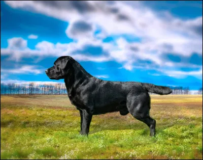 Quelle est en moyenne la longévité du Labrador ?