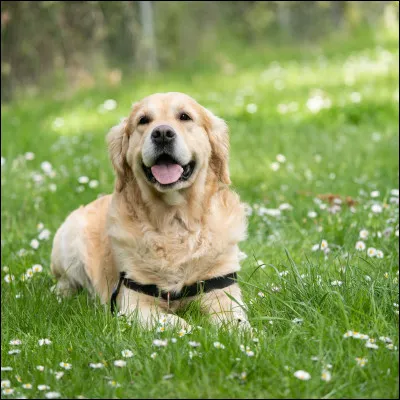 Quelle est à-peu-près la date d'apparition du Labrador ?