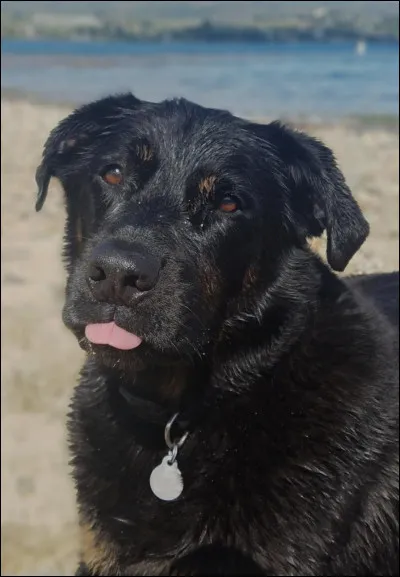 Complète la phrase (2/4) : Il est aujourd'hui utilisé comme chien de travail, notamment chien guide d'aveugle, et...