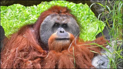 Qu'est-ce que c'est ?