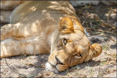 Comment appelle-t-on la femelle du lion ?