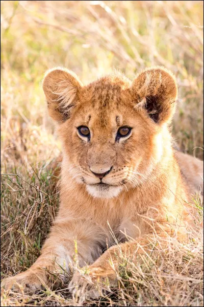 Comment nomme t-on le petit du lion ?