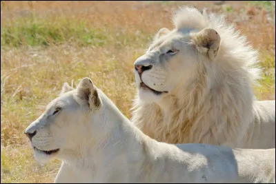 Pour finir, sur quel continent le lion vit-il généralement ?