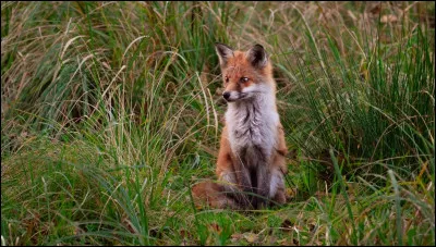 Quel est ton animal préféré ? (2)