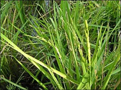 De quel l&eacute;gume l'&eacute;prault &eacute;tait-il l'ancien nom ?