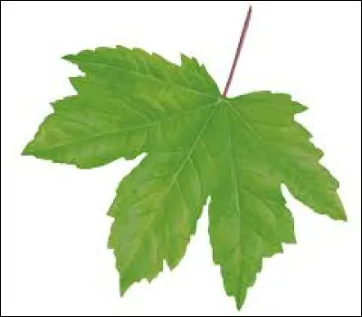 Identifiez la feuille sur la photo ci-dessus ?