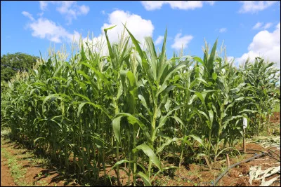 Quelle céréale a ce rapport : plus de 1 000 grains récoltés pour un grain planté ?