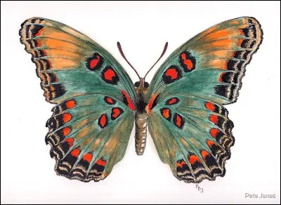 Comment s'appelait le fils d'Andromaque ?