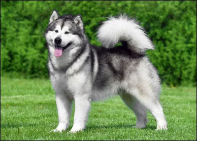 Ce chien est un husky originaire d'Alaska.