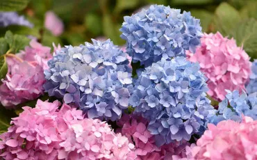 Quiz Couleurs