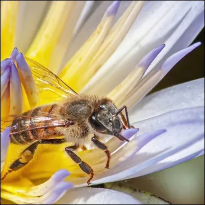L'insecte qui produit le miel, c'est :