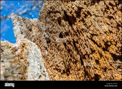 L'arbre qui produit le li&egrave;ge (dont on fait par exemple, les bouchons), c'est :