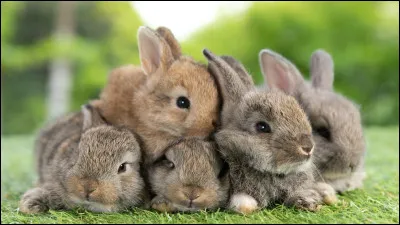 Quel est le poids en moyenne d'un lapin mâle ?