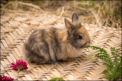 Quel âge avait le plus vieux lapin au moment de mourir ?