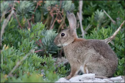 Pour terminer, quelle est la principale nourriture d'un lapin ?