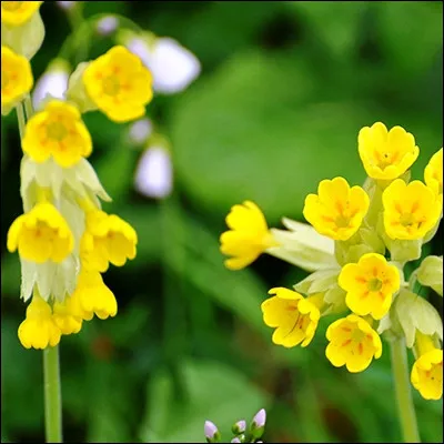 Quelle fleur de lordre des éricales possède des espèces sauvages appelées coucous ?