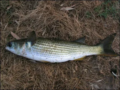 Completez le titre du film d'Arthur Lubin de 1950, "Françis..."