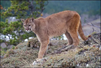 Quel est cet animal ?