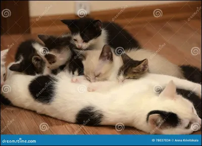 Combien de chatons en moyenne peut-avoir une chatte dans une portée ?