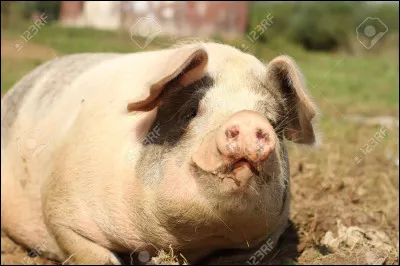 Comment s'appelle le femelle du porc ?