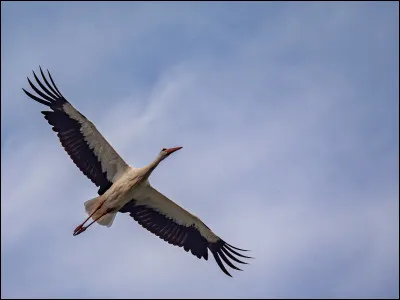 Enfin, comment se nomme le mâle de la cigogne ?