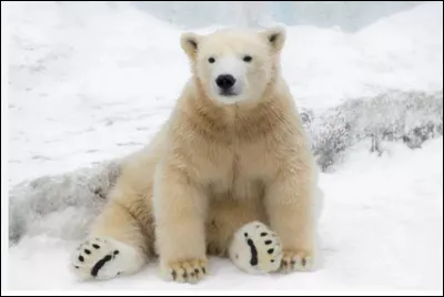 Es-tu fort(e) à la chasse ?