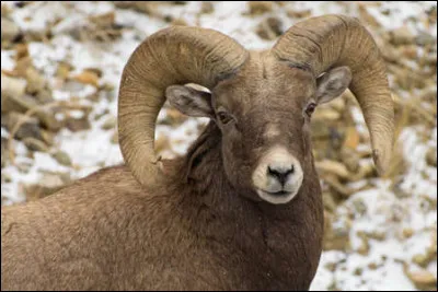 Comment s'exprime le bélier ?
