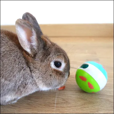 Quel animal mange des carottes ? (2)