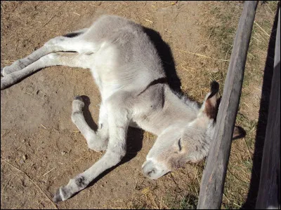 Quel animal mange des carottes ? (3)
