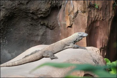 Quelle créature est appelée "dragon de Komodo" ?