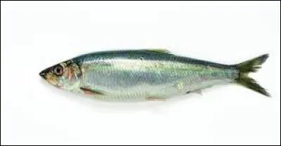 Le poisson ci-dessus, au carnaval de Dunkerque, est jeté des fenêtres de la mairie ; quel est son nom ?