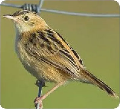 Quel est cet oiseau ?