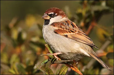 Quel est cet oiseau ?