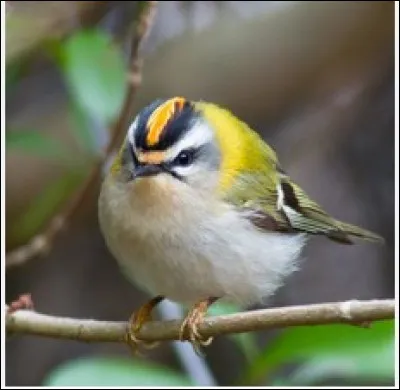 Allez un peu plus facile, devinez de quel oiseau il est question ?