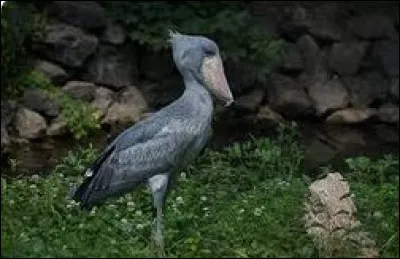 Quel est cet oiseau ?