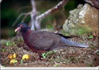 Courage c'est bientôt la fin. Devinez l'espèce suivante :