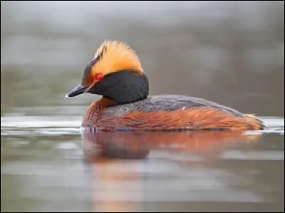 De quel oiseau s'agit-il ?