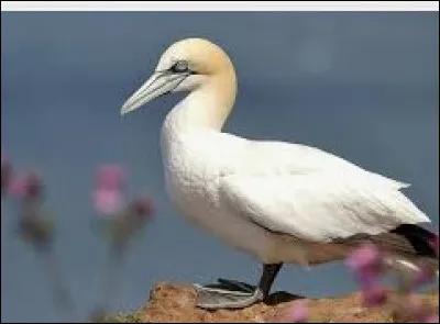De quel oiseau il s'agit ?