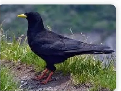 Bravo vous avez tenu jusque-là ! Quel est donc cet oiseau ?
