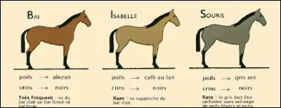 Quelle est cette robe ?